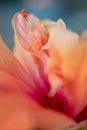 Close up of a beautiful salmon pink hibiscus flower Royalty Free Stock Photo