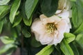 Pretty salmon pink pastel colored flower in an ornamental garden Royalty Free Stock Photo