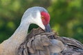 Close up of a beautiful Sandhill Crane Antigone canadensis preening.