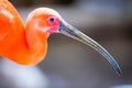 A beautiful scarlet Ibis on the beach