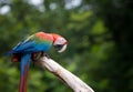 Close up beautiful of scarlet macaw birds perching on dry tree b