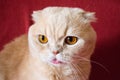 Close up beautiful scottish fold cream tabby lop-eared cat with Royalty Free Stock Photo