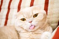 Close up beautiful scottish fold cream tabby lop-eared cat with Royalty Free Stock Photo