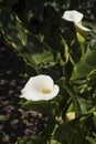Flowers: Close up of a white Arum Lily, Zantedeschia Aethiopica. 1