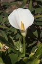 Flowers: Close up of a white Arum Lily, Zantedeschia Aethiopica. 2