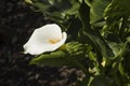 Flowers: Close up of a white Arum Lily, Zantedeschia Aethiopica. 4