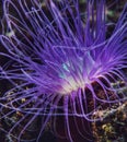 Close up of  beautiful Sea anemone Royalty Free Stock Photo