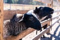 Close up of beautiful sheeps at the farm. Animal