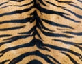 Close up of Beautiful Shiny Fluffy Tiger Fur, Colorful Orange Brown with Black Stripe Line Background Texture Royalty Free Stock Photo