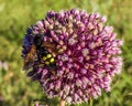 Close up beautiful single giant purple allium giganteum onion flower with  bee on it Royalty Free Stock Photo