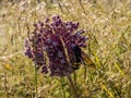 Close up beautiful single giant purple allium giganteum onion flower with  bee on it. In the field Royalty Free Stock Photo