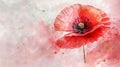 Close-up of a beautiful single red poppy flower