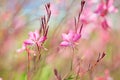 Close-up of beautiful small pink flowers Siskiyou Pink Gaura in the sunlight at summer morning. Painterly colorful artisti