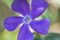 Close-up of beautiful small purple flowers of vinca vinca minor or small periwinkle, decoration of garden among green grass. Nat Royalty Free Stock Photo