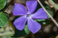 Close-up of beautiful small purple flowers of vinca vinca minor or small periwinkle, decoration of garden among green grass. Nat Royalty Free Stock Photo