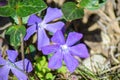 Close-up of beautiful small purple flowers of vinca vinca minor or small periwinkle, decoration of garden among green grass Royalty Free Stock Photo