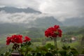 Close up beautiful small red flower in pot on blurred view background Royalty Free Stock Photo