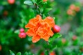 Close up of beautiful small vivid orange red pomegranate flower in full bloom on blurred green background, photographed with soft Royalty Free Stock Photo