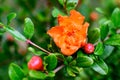 Close up of beautiful small vivid orange red pomegranate flower in full bloom on blurred green background, photographed with soft Royalty Free Stock Photo