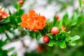 Close up of beautiful small vivid orange red pomegranate flower in full bloom on blurred green background, photographed with soft Royalty Free Stock Photo