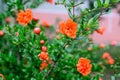 Close up of beautiful small vivid orange red pomegranate flowers in full bloom on blurred green background, photographed with soft Royalty Free Stock Photo