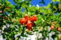 Close up of beautiful small vivid orange red pomegranate flowers in full bloom on blurred green background, photographed with soft Royalty Free Stock Photo