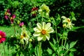 Close up of  beautiful small vivid yellow dahlia flowers in full bloom on blurred green background, photographed with soft focus Royalty Free Stock Photo