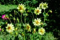 Close up of  beautiful small vivid yellow dahlia flowers in full bloom on blurred green background, photographed with soft focus Royalty Free Stock Photo