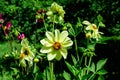 Close up of  beautiful small vivid yellow dahlia flowers in full bloom on blurred green background, photographed with soft focus Royalty Free Stock Photo