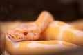 Close up Beautiful Snakes in nature background.