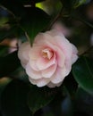 Close up of a beautiful soft pink Camelia flower blossom on a tree Royalty Free Stock Photo