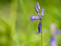 Close up of beautiful solitary bluebell