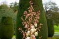 Spanish Dagger, or Yucca Gloriosa, flowers covered with raindrops
