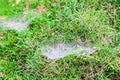 Close Up Beautiful spider web on green bush Royalty Free Stock Photo