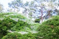 Close Up Beautiful spider web on green bush Royalty Free Stock Photo