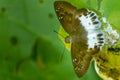 Close up of beautiful spotted snow flat tagiades litigiosa butterfly