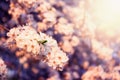 Close up of beautiful spring cherry blossom, flower background, pink and white blossoming tree on blue sky. Copy space for your Royalty Free Stock Photo