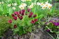 A close-up on a beautiful spring flower bed with Pulsatilla vulgaris, the pasqueflower, Primula veris, daffodil and creeping Royalty Free Stock Photo