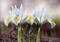 Beautiful spring irises