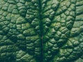 Close up beautiful spring leaf pattern as background. Macro photography view. Abstract nature leaf texture. Floral decor Royalty Free Stock Photo