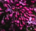 Close-up beautiful spring lilac flowers with drops . Royalty Free Stock Photo