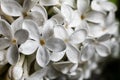 Close-up beautiful spring lilac flowers with drops . Royalty Free Stock Photo