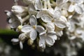 Close-up beautiful spring lilac flowers with drops . Royalty Free Stock Photo