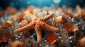 Close Up of Beautiful Starfish Underwater Blurry Seascape Background