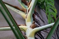 Close up of the beautiful stem of a highly variegated Monstera Deliciosa Albo