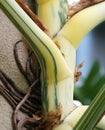 Close up of the beautiful stem of a highly variegated Monstera Deliciosa Albo