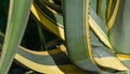 Close-up of beautiful striped leaves American agave Marginata Agave americana Ã¢â¬â species of Agave genus