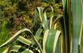 Close-up of beautiful striped leaves American agave Marginata Agave americana Ã¢â¬â species of Agave genus