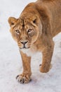 A close-up is a beautiful and strong female lioness looking at you carefully and with greed. White background - snow