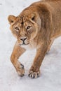 A close-up is a beautiful and strong female lioness looking at you carefully and with greed. White background - snow